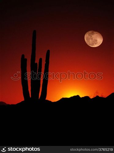 Saguaro Moon Desert Cactus Arizona United States