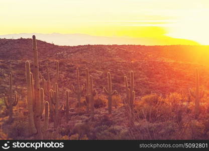 Saguaro National Park