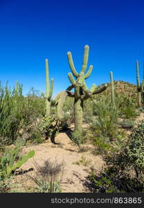 Saguaro National Park