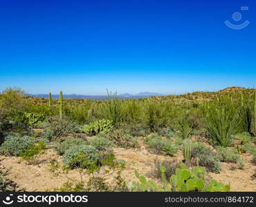 Saguaro National Park