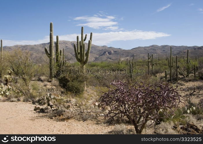 Saguaros