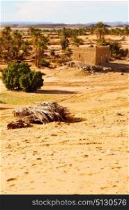sahara africa in morocco the old contruction and historical village