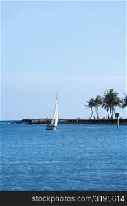 Sailboat in the sea, Honolulu, Oahu, Hawaii Islands, USA