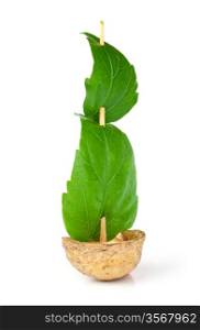 Sailboat made of walnut with a leaf as sail isolated on white background