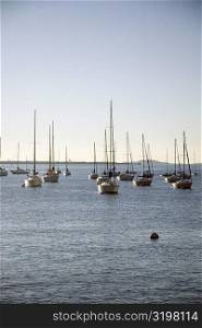 Sailboats anchored in the sea, Boston, Massachusetts, USA