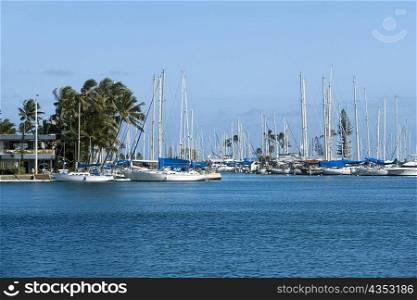 Sailboats docked at a harbor, Honolulu, Oahu, Hawaii Islands, USA