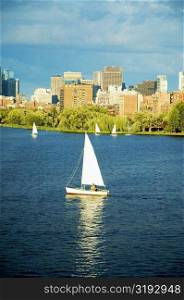 Sailboats in a river, Charles River, Boston, Massachusetts, USA