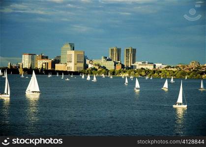 Sailboats in a river, Charles River, Boston, Massachusetts, USA