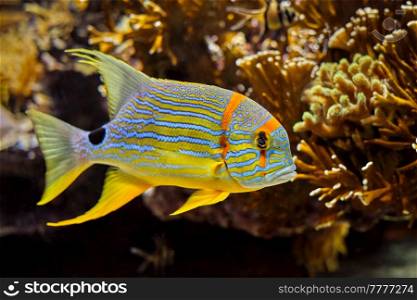 Sailfin snapper Symphorichthys spilurus blue-lined sea bream fish underwater in sea with corals in background. Sailfin snapper Symphorichthys spilurus blue-lined sea bream fish underwater in sea