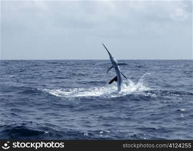 Sailfish saltwater sport fishing jumping
