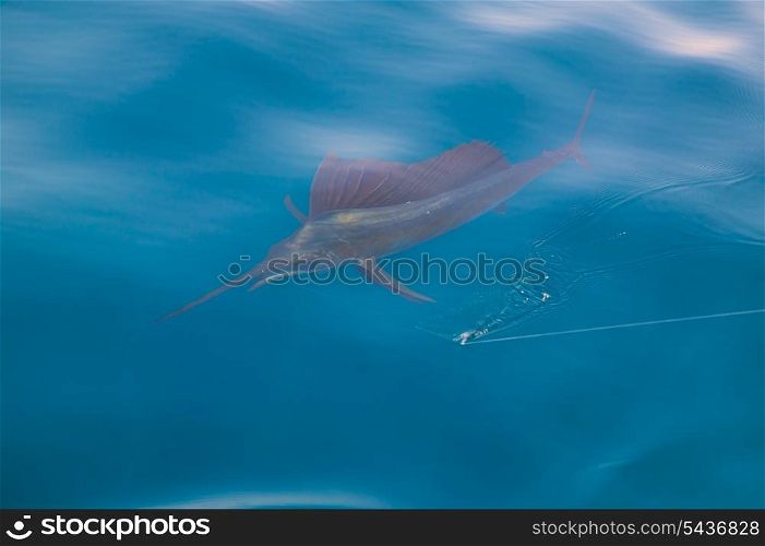 Sailfish sportfishing close to the boat with fishing line under surface