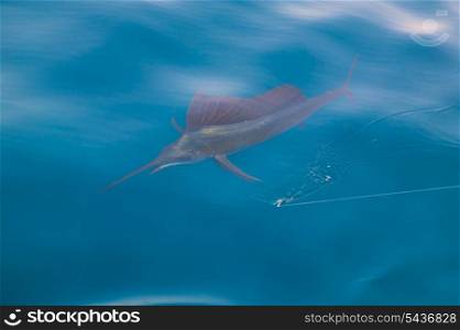 Sailfish sportfishing close to the boat with fishing line under surface