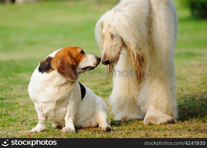 Saint Bernard and Afghan hound dogs playing together