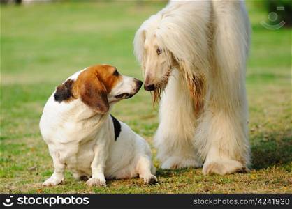 Saint Bernard and Afghan hound dogs playing together