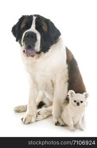 saint bernard and chihuahua in front of white background