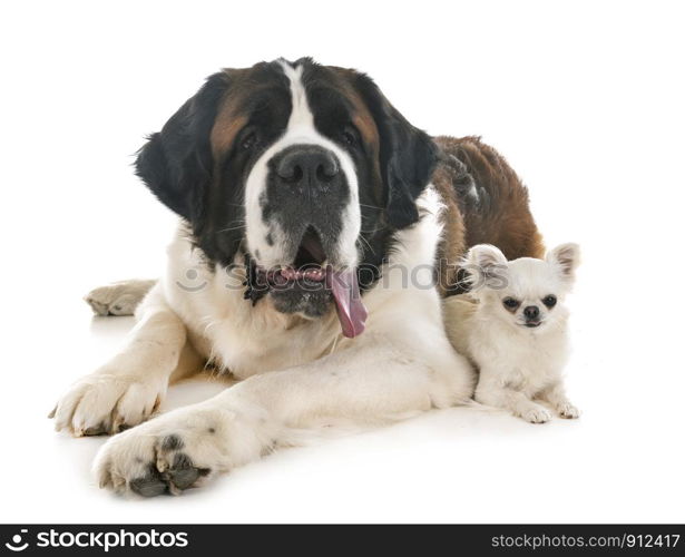 saint bernard and chihuahua in front of white background