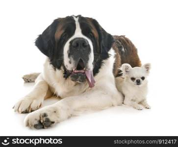 saint bernard and chihuahua in front of white background
