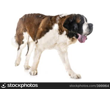 saint bernard in front of white background