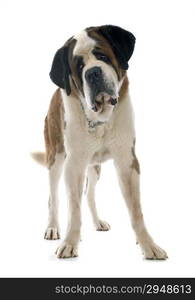 saint bernard in front of white backrgound