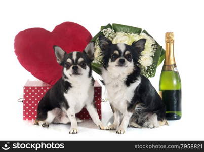 Saint Valentine&rsquo;s Day and chihuahua in front of white background