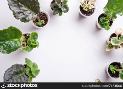 saintpaulia (african violets) cutting with sprouts around white background. presentation at windowsill. trend international hobby