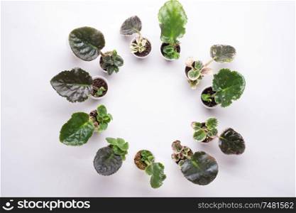 saintpaulia (african violets) cutting with sprouts around white background. presentation at windowsill. trend international hobby.