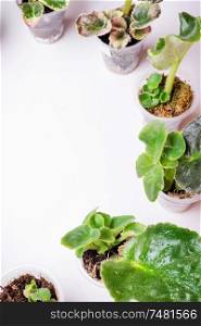 saintpaulia (african violets) cutting with sprouts around white background. presentation different variations at windowsill. trend international hobby
