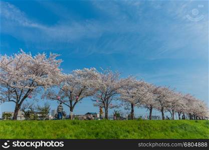 Saitama, Japan - April 2, 2014: The public park along the river with beautiful blooming cherry tree and distant people