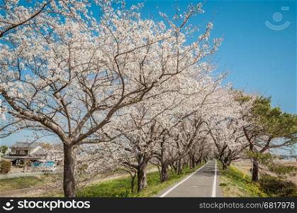 Saitama, Japan - March 23, 2013: The public park in Saitama prefecture with beautiful blooming cherry tree avenue and distant people