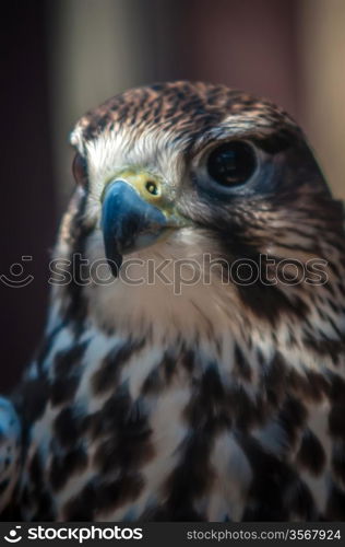 saker falcon recovering from injury in the cage