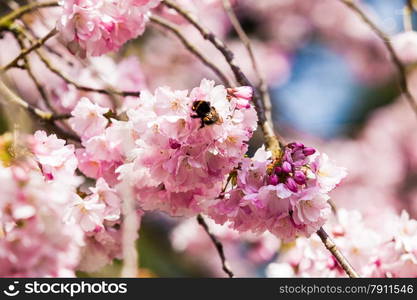 sakura