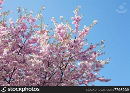 sakura against the blue sky