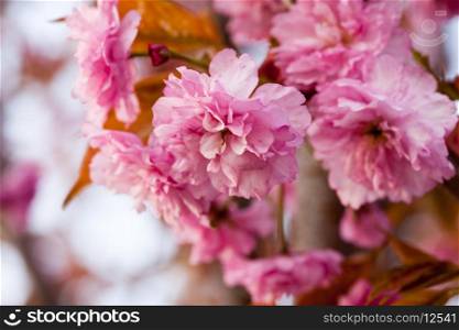 Sakura blooming branch closeup with copy-space