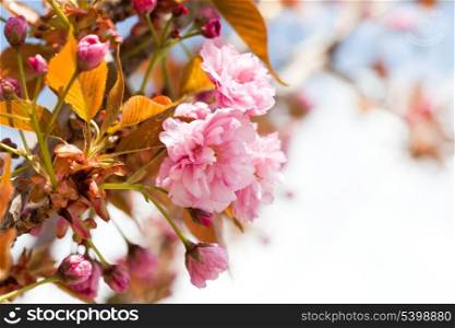 Sakura blooming branch closeup with copy-space