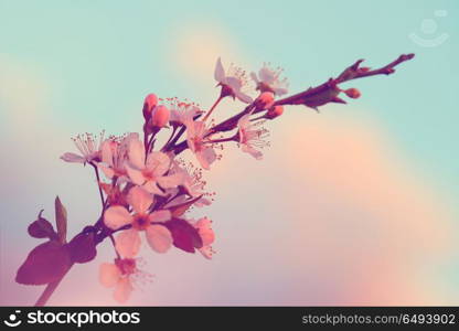 Sakura blooming, closeup photo of a blossoming cherry tree branch over sky background, freshness and beauty of spring nature. Sakura blooming