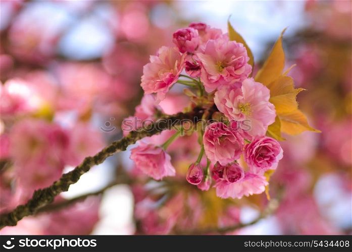 Sakura blooming tree in spring. Shallow DOF