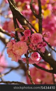 Sakura blooming tree in spring. Shallow DOF