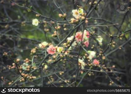 Sakura branches with flowers closeup