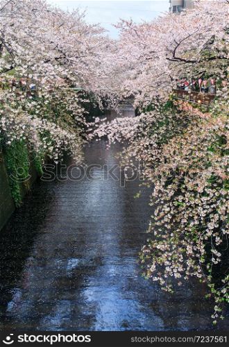 Sakura. Cherry blossom at Nakameguro Canal in Meguro, Tokyo, Japan.