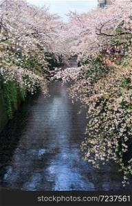 Sakura. Cherry blossom at Nakameguro Canal in Meguro, Tokyo, Japan.