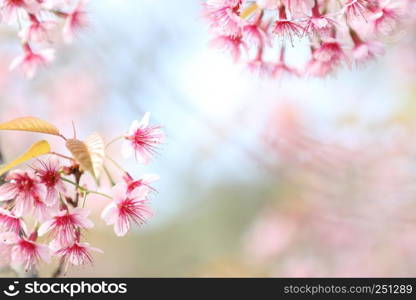 sakura cherry blossom flowers