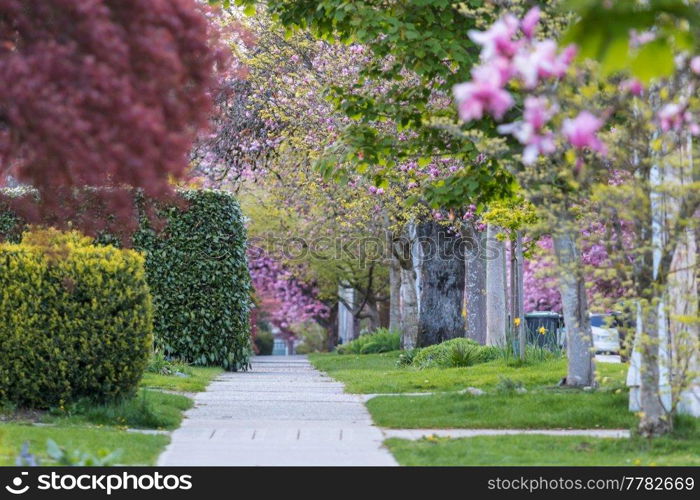 Sakura Cherry blossoming alley on the street