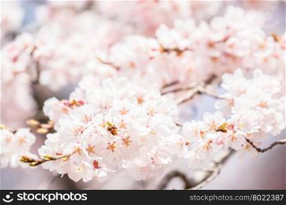 Sakura Cherry blossoms for spring background japan