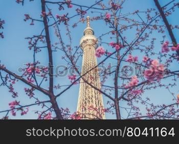 Sakura cherry blossoms tree with Tokyo sky tree, Japanese radio tower