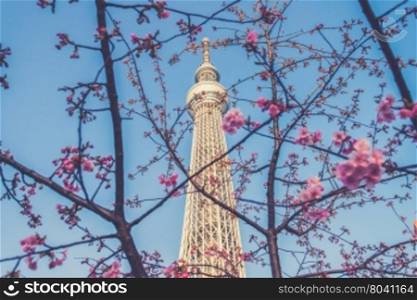 Sakura cherry blossoms tree with Tokyo sky tree, Japanese radio tower