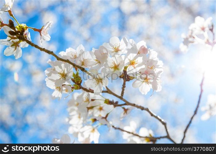 Sakura cherry Blossoms with sun beam