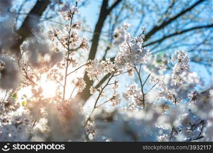 Sakura cherry Blossoms with sun beam