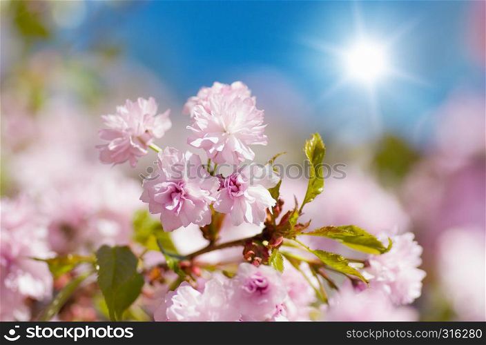 Sakura cherry flower blossom in spring