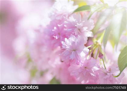 Sakura cherry flower blossom in spring