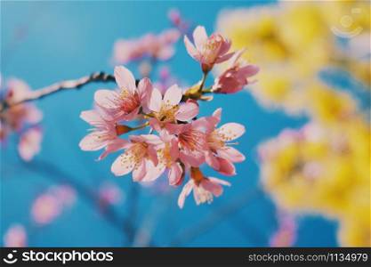 sakura flower and blue sky backgrounds